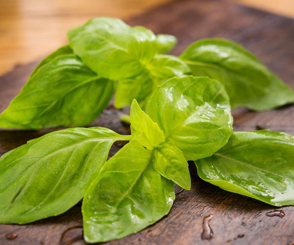 Basil Oil