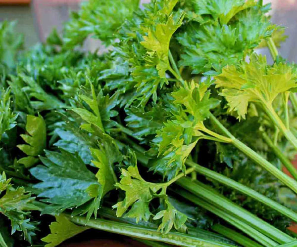 Celery Oil